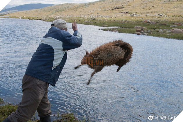 Cận cảnh tắm cừu tại Kazakhstan khiến CĐM cười điên đảo: Đây là bức ảnh phát ra âm thanh! 8