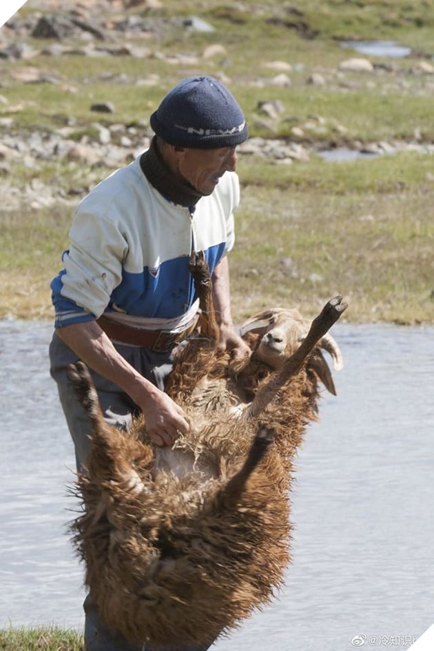 Cận cảnh tắm cừu tại Kazakhstan khiến CĐM cười điên đảo: Đây là bức ảnh phát ra âm thanh! 6