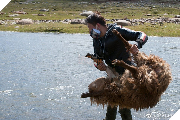 Cận cảnh tắm cừu tại Kazakhstan khiến CĐM cười điên đảo: Đây là bức ảnh phát ra âm thanh! 7