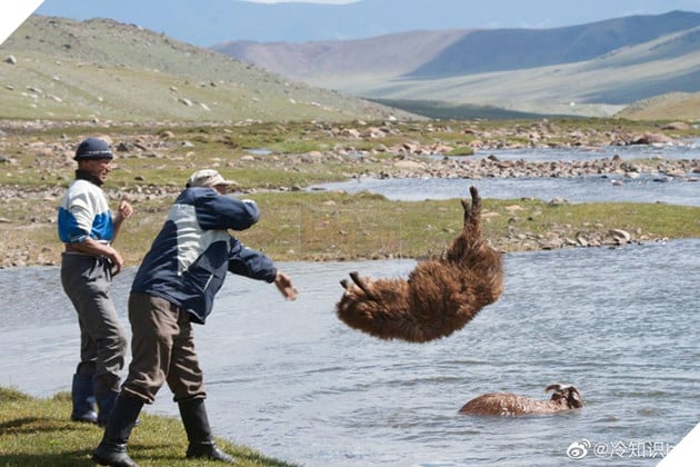 Cận cảnh tắm cừu tại Kazakhstan khiến CĐM cười điên đảo: Đây là bức ảnh phát ra âm thanh! 5