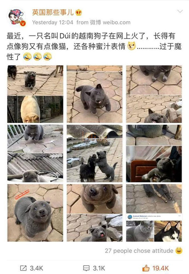 Nguyễn Văn Dúi là ai - Idol thú cưng cực dễ thương của giới trẻ Việt Nam 6