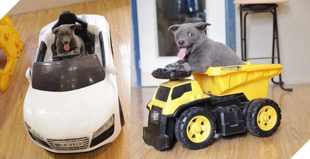 Nguyễn Văn Dúi là ai - Idol thú cưng cực dễ thương của giới trẻ Việt Nam 2