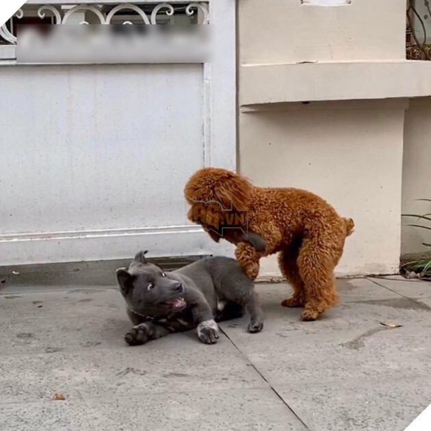 Idol Nguyễn Văn Dúi : Trên FB thì là “Idol giới trẻ”, ở nhà chỉ là cái gối cho đại boss ” Văn Bướng” 2