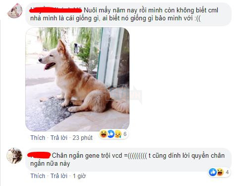 Vụng trộm sau lưng chủ, “mẹ” Corgi và “cha” Becgie cho ra đời sản phẩm nhìn như trò đùa 9