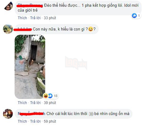 Vụng trộm sau lưng chủ, “mẹ” Corgi và “cha” Becgie cho ra đời sản phẩm nhìn như trò đùa 8