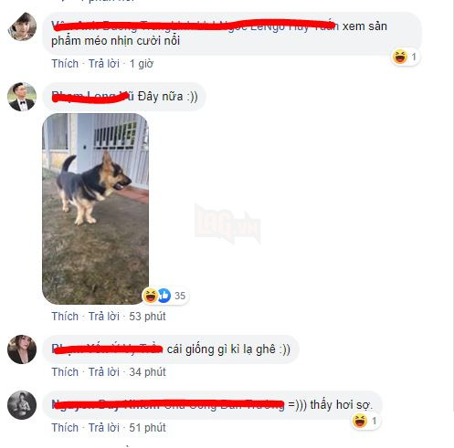 Vụng trộm sau lưng chủ, “mẹ” Corgi và “cha” Becgie cho ra đời sản phẩm nhìn như trò đùa 6