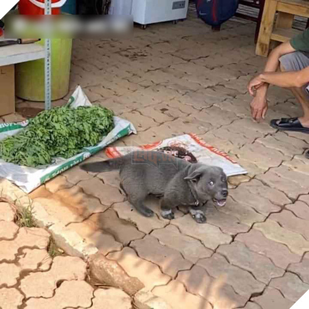 Idol Nguyễn Văn Dúi : Trên FB thì là “Idol giới trẻ”, ở nhà chỉ là cái gối cho đại boss ” Văn Bướng” 11