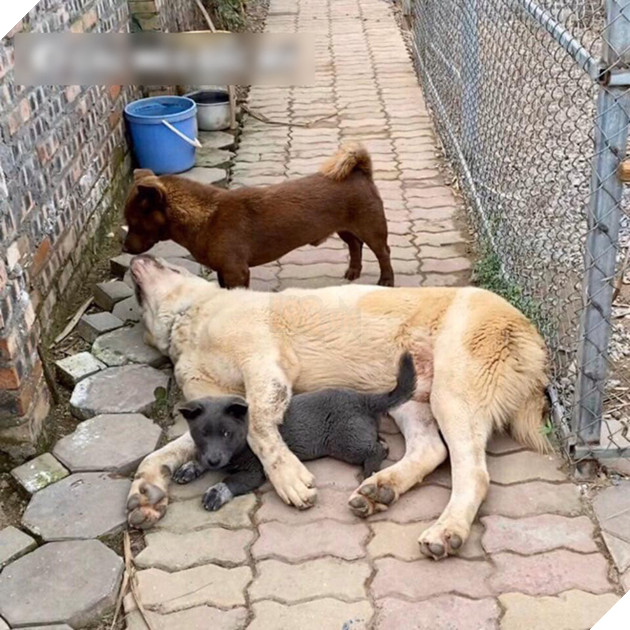 Idol Nguyễn Văn Dúi : Trên FB thì là “Idol giới trẻ”, ở nhà chỉ là cái gối cho đại boss ” Văn Bướng” 6