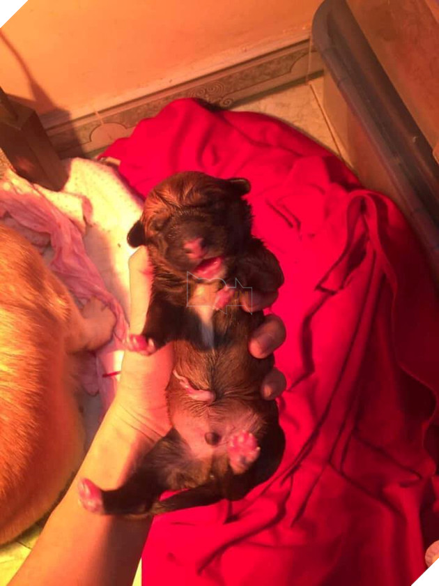 Vụng trộm sau lưng chủ, “mẹ” Corgi và “cha” Becgie cho ra đời sản phẩm nhìn như trò đùa 3