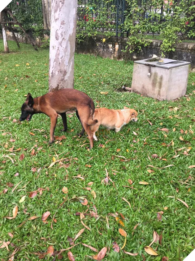 Vụng trộm sau lưng chủ, “mẹ” Corgi và “cha” Becgie cho ra đời sản phẩm nhìn như trò đùa