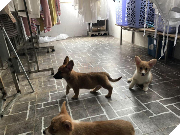 Vụng trộm sau lưng chủ, “mẹ” Corgi và “cha” Becgie cho ra đời sản phẩm nhìn như trò đùa 4
