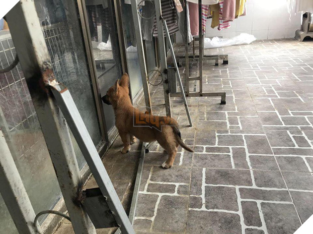 Vụng trộm sau lưng chủ, “mẹ” Corgi và “cha” Becgie cho ra đời sản phẩm nhìn như trò đùa 5