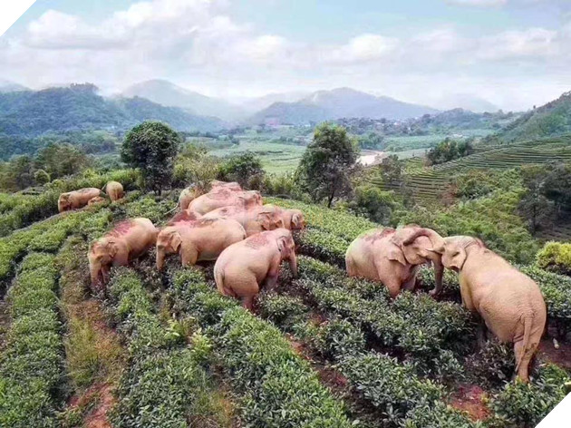 Đàn voi đột nhập vườn ngô uống hết 30kg rượu và ngủ ngon lành ở vườn trà bên cạnh