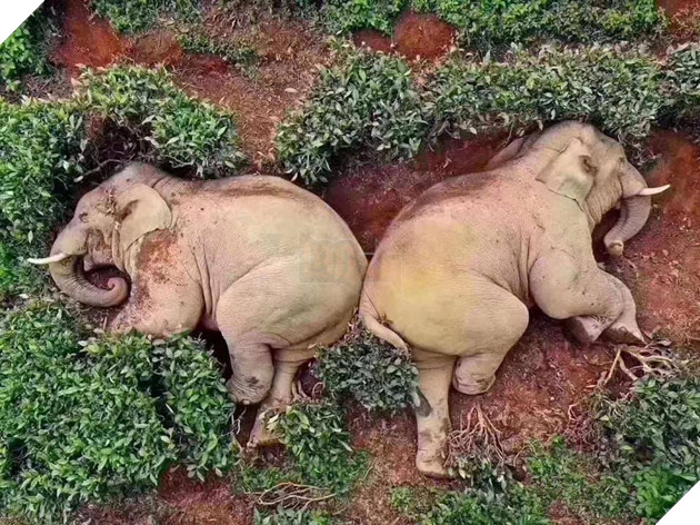 Đàn voi đột nhập vườn ngô uống hết 30kg rượu và ngủ ngon lành ở vườn trà bên cạnh 2