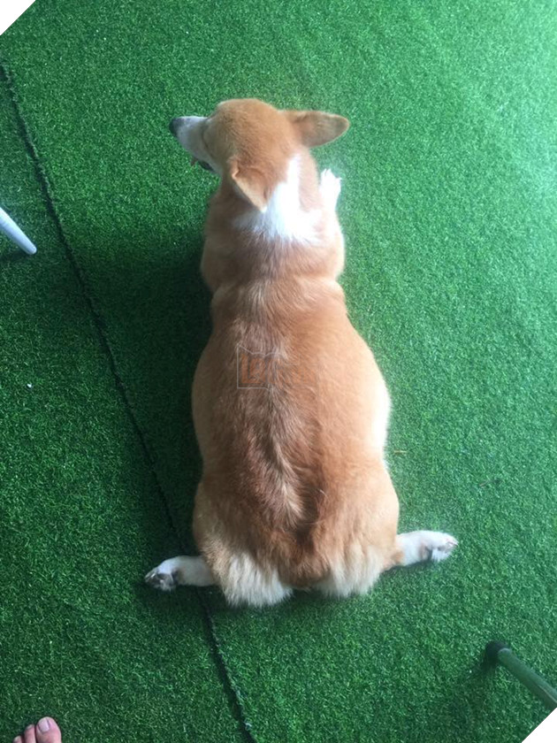 Vụng trộm sau lưng chủ, “mẹ” Corgi và “cha” Becgie cho ra đời sản phẩm nhìn như trò đùa 2