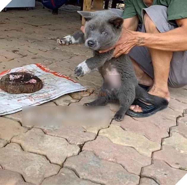 Idol Nguyễn Văn Dúi : Trên FB thì là “Idol giới trẻ”, ở nhà chỉ là cái gối cho đại boss ” Văn Bướng” 10