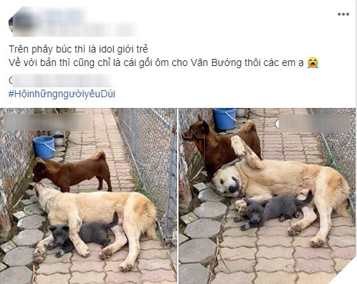 Idol Nguyễn Văn Dúi : Trên FB thì là “Idol giới trẻ”, ở nhà chỉ là cái gối cho đại boss ” Văn Bướng” 5