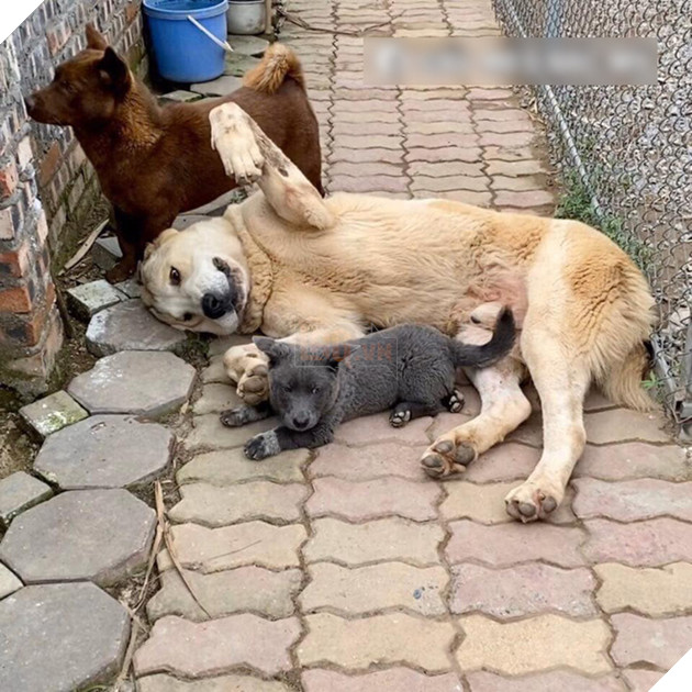 Idol Nguyễn Văn Dúi : Trên FB thì là “Idol giới trẻ”, ở nhà chỉ là cái gối cho đại boss ” Văn Bướng” 7