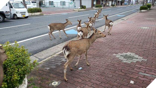 Người dân ở nhà né dịch, anh em động vật hoang dã bèn kéo nhau vào thành phố chơi cho biết