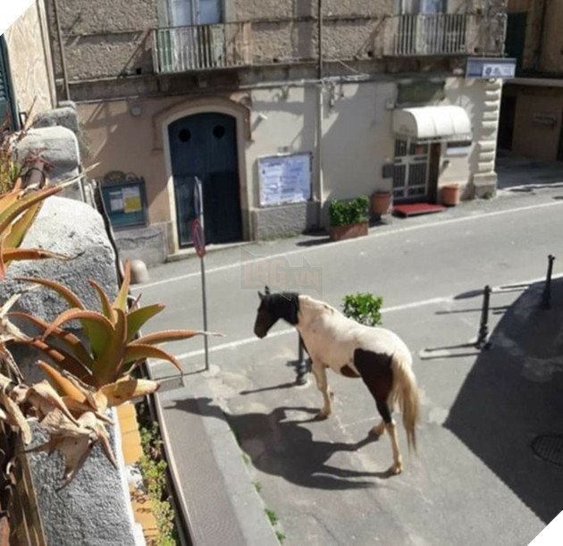 Người dân ở nhà né dịch, anh em động vật hoang dã bèn kéo nhau vào thành phố chơi cho biết 6