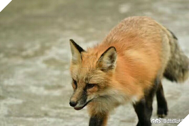 Hồ ly đỏ xuống núi xuất hiện tại Đại học Vũ Hán kiếm ăn, dân mạng đồng loạt gào thét: Phải chăng Phượng Cửu điện hạ giá đáo? 7