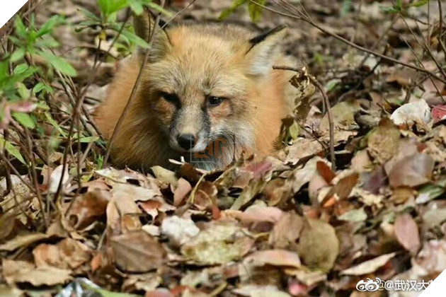 Hồ ly đỏ xuống núi xuất hiện tại Đại học Vũ Hán kiếm ăn, dân mạng đồng loạt gào thét: Phải chăng Phượng Cửu điện hạ giá đáo? 6