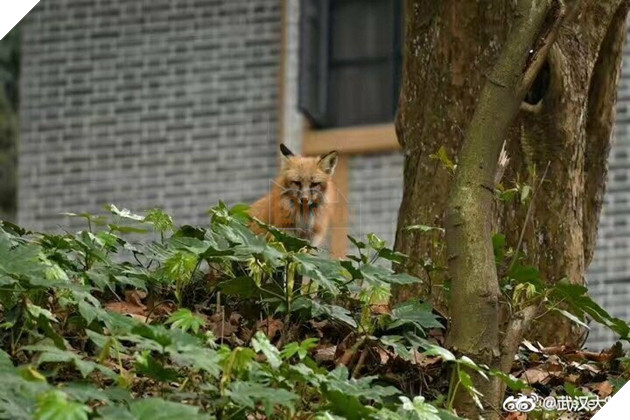 Hồ ly đỏ xuống núi xuất hiện tại Đại học Vũ Hán kiếm ăn, dân mạng đồng loạt gào thét: Phải chăng Phượng Cửu điện hạ giá đáo? 4