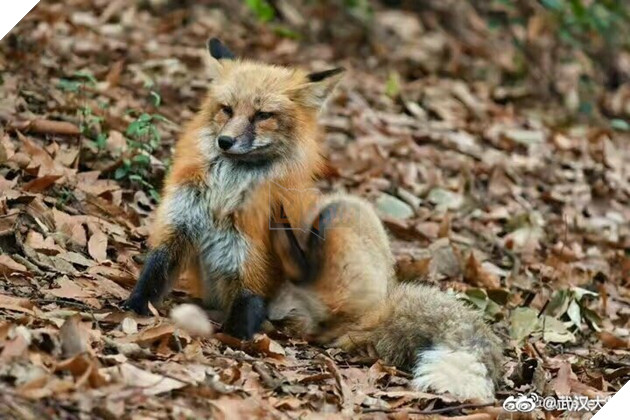 Hồ ly đỏ xuống núi xuất hiện tại Đại học Vũ Hán kiếm ăn, dân mạng đồng loạt gào thét: Phải chăng Phượng Cửu điện hạ giá đáo? 5