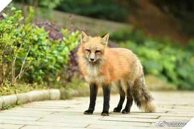 Hồ ly đỏ xuống núi xuất hiện tại Đại học Vũ Hán kiếm ăn, dân mạng đồng loạt gào thét: Phải chăng Phượng Cửu điện hạ giá đáo? - Ảnh 3.