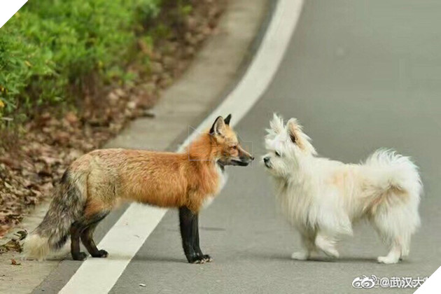 Hồ ly đỏ xuống núi xuất hiện tại Đại học Vũ Hán kiếm ăn, dân mạng đồng loạt gào thét: Phải chăng Phượng Cửu điện hạ giá đáo? - Ảnh 2.