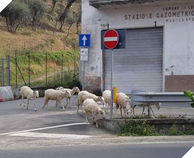 Người dân ở nhà né dịch, anh em động vật hoang dã bèn kéo nhau vào thành phố chơi cho biết 7