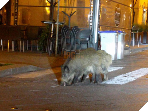 Người dân ở nhà né dịch, anh em động vật hoang dã bèn kéo nhau vào thành phố chơi cho biết 5