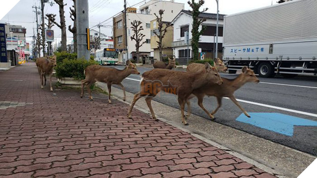 Người dân ở nhà né dịch, anh em động vật hoang dã bèn kéo nhau vào thành phố chơi cho biết 2