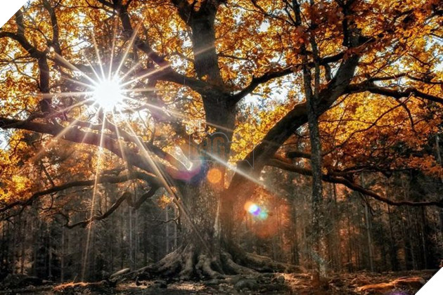 Những khoảnh khắc đẹp như bước ra từ cổ tích của các loài động vật