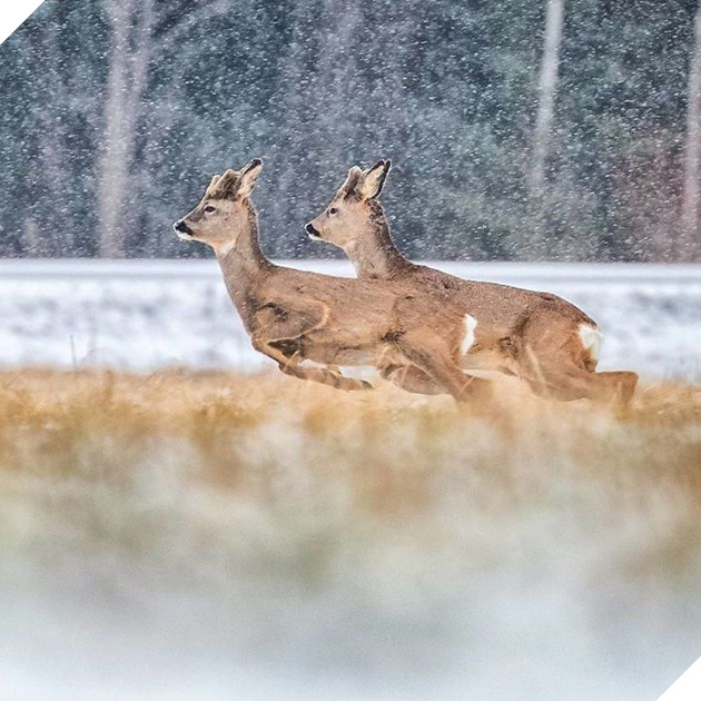 Những khoảnh khắc đẹp như bước ra từ cổ tích của các loài động vật