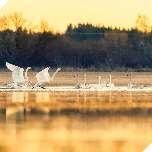 Những khoảnh khắc đẹp như bước ra từ cổ tích của các loài động vật