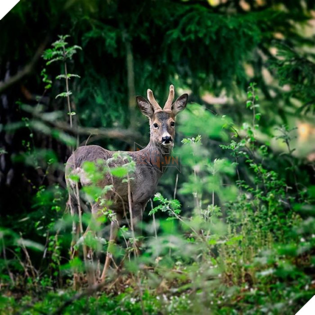 Những khoảnh khắc đẹp như bước ra từ cổ tích của các loài động vật