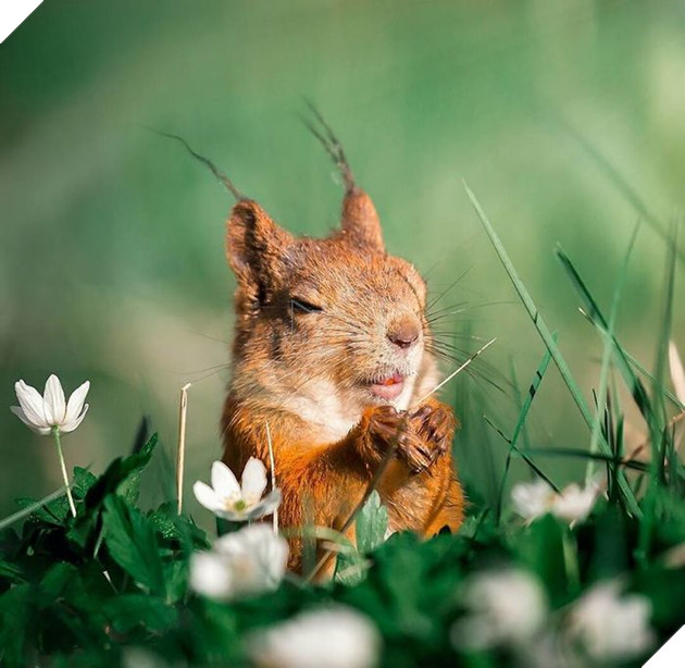 Những khoảnh khắc đẹp như bước ra từ cổ tích của các loài động vật