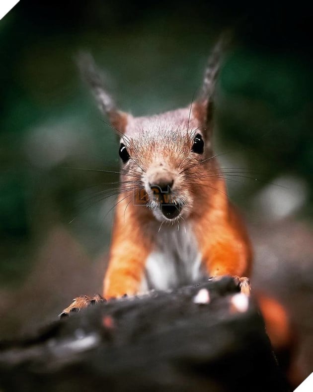 Những khoảnh khắc đẹp như bước ra từ cổ tích của các loài động vật