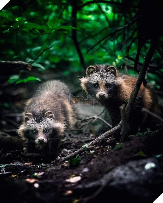 Những khoảnh khắc đẹp như bước ra từ cổ tích của các loài động vật