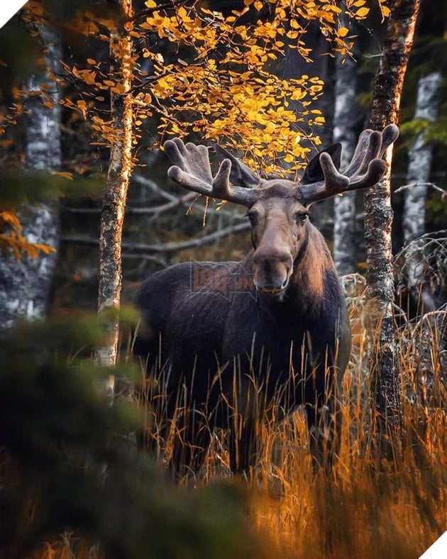 Những khoảnh khắc đẹp như bước ra từ cổ tích của các loài động vật