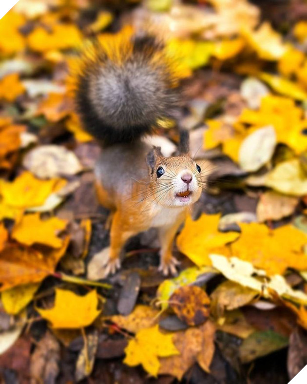 Những khoảnh khắc đẹp như bước ra từ cổ tích của các loài động vật