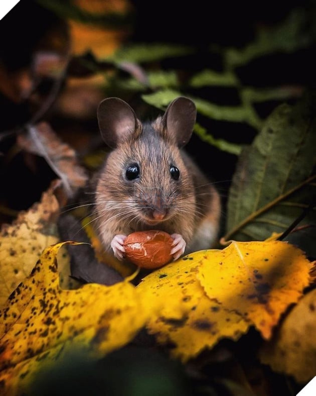 Những khoảnh khắc đẹp như bước ra từ cổ tích của các loài động vật