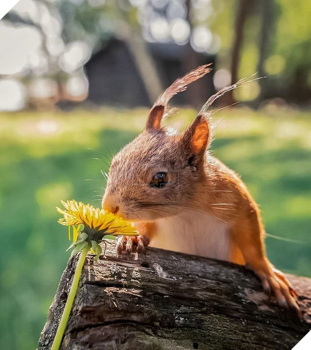 Những khoảnh khắc đẹp như bước ra từ cổ tích của các loài động vật