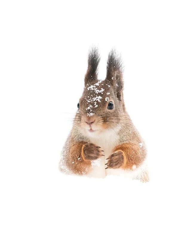 Những khoảnh khắc đẹp như bước ra từ cổ tích của các loài động vật