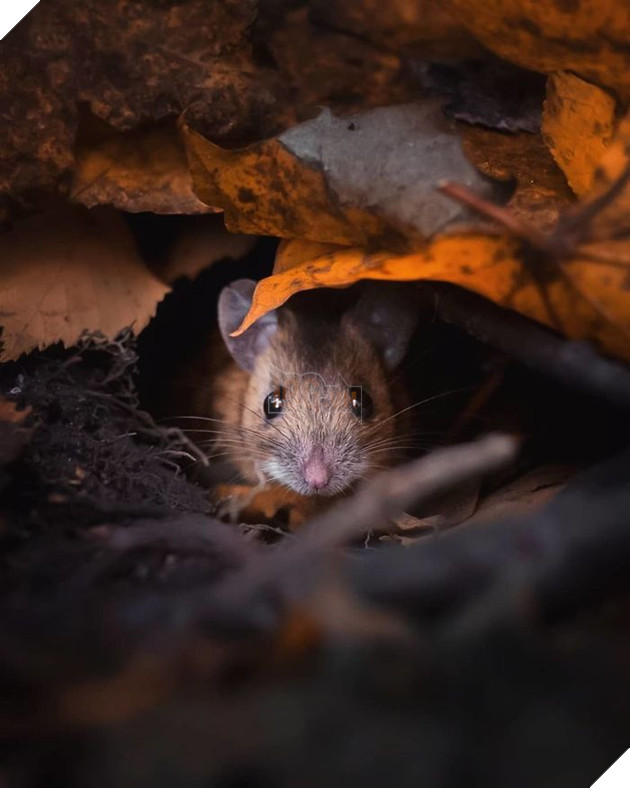 Những khoảnh khắc đẹp như bước ra từ cổ tích của các loài động vật