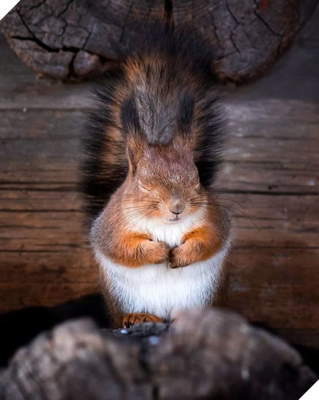 Những khoảnh khắc đẹp như bước ra từ cổ tích của các loài động vật