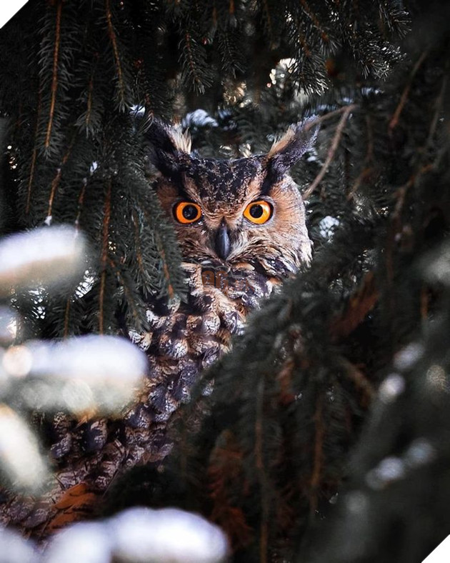 Những khoảnh khắc đẹp như bước ra từ cổ tích của các loài động vật