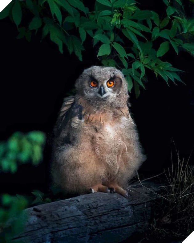 Những khoảnh khắc đẹp như bước ra từ cổ tích của các loài động vật