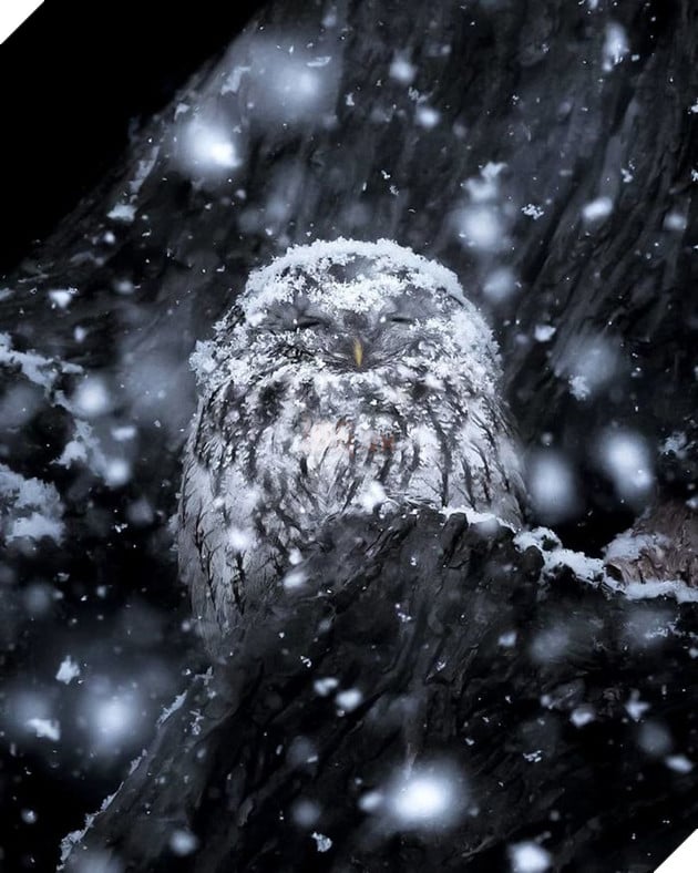 Những khoảnh khắc đẹp như bước ra từ cổ tích của các loài động vật